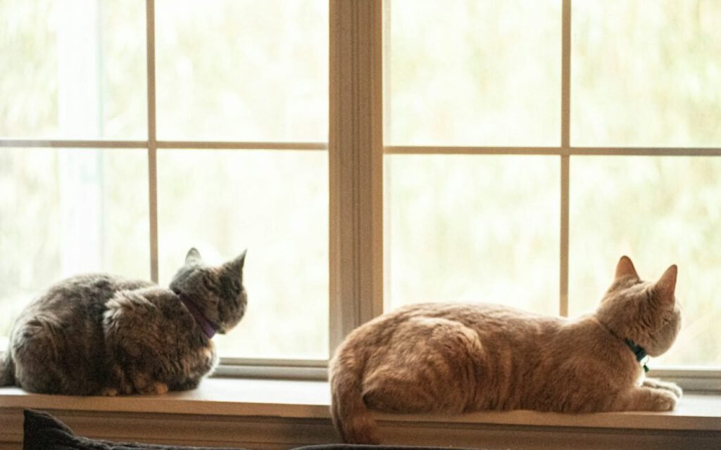 A cat looking out a window in a new home