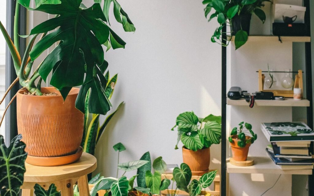 Shelf of green houseplants in pots against a white wall