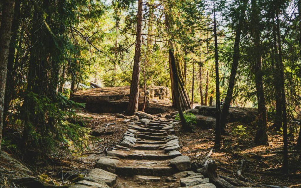 A hiking trail winding through a tall forest in a national park