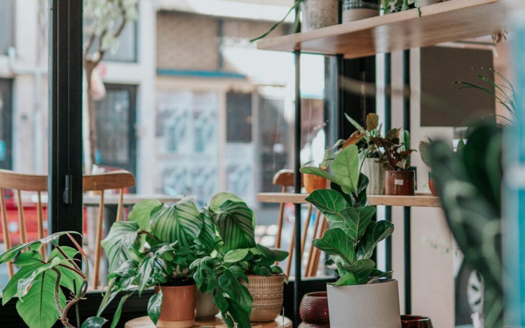 Houseplant on a sunny windowsill beside a clean window
