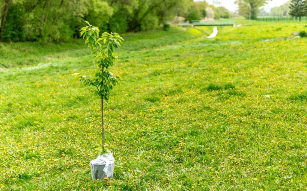 Planting Trees: Where It Helps Most