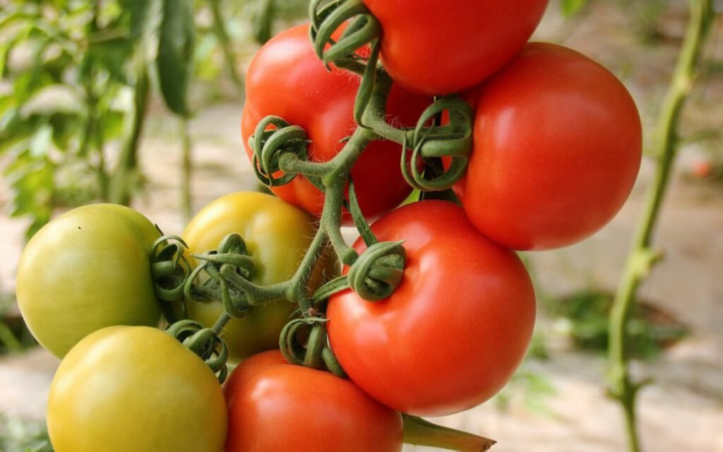 Healthy tomato plants growing in a home garden