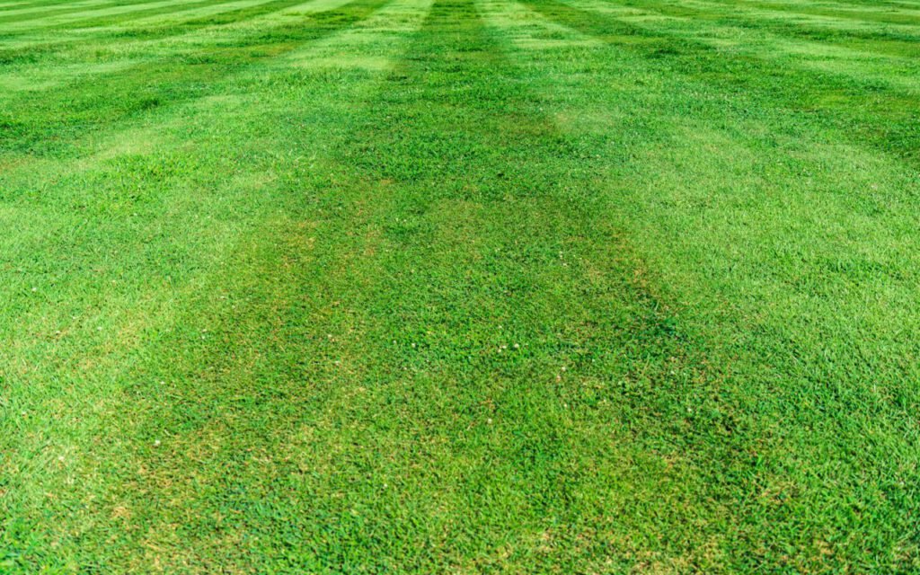 Freshly mowed grass with neat stripes in late afternoon light