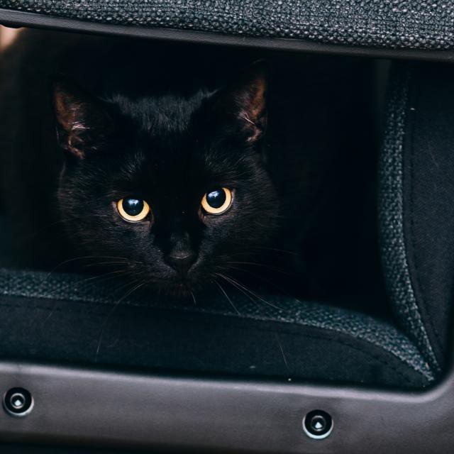 Wool Felt Cat Cave