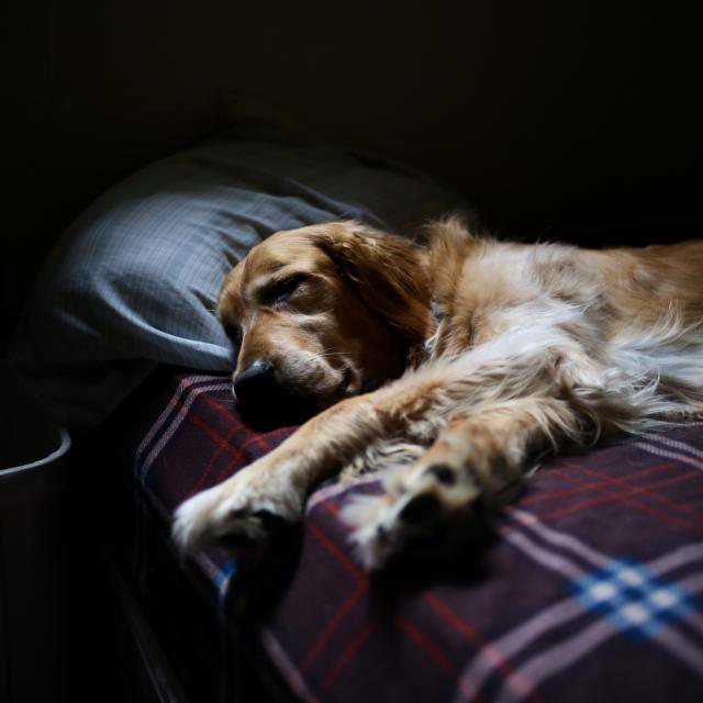Trailhead Bolster Bed