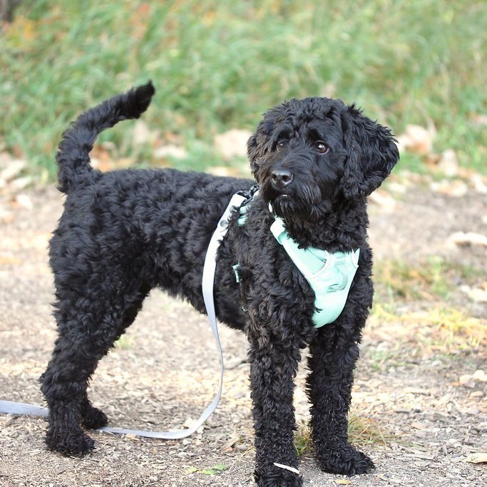 Padded Adventure Harness
