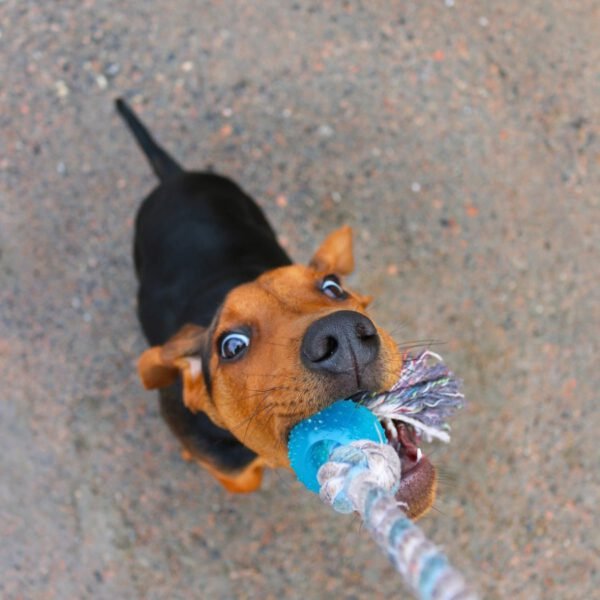 River Rope Tug Toy
