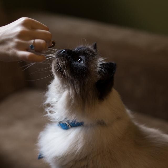 Wild Salmon Cat Bites