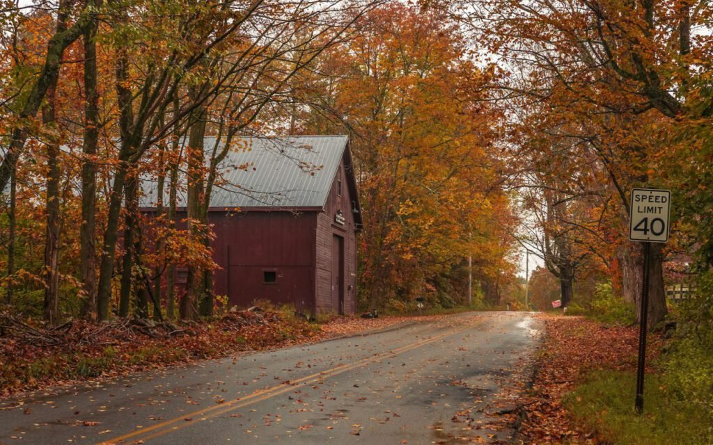 A quiet two-lane country road curving through trees