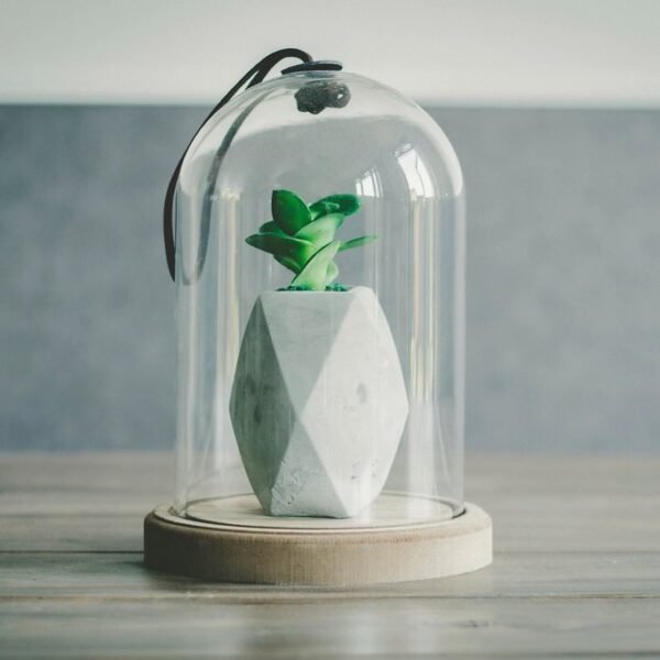 Desert Succulent Terrarium