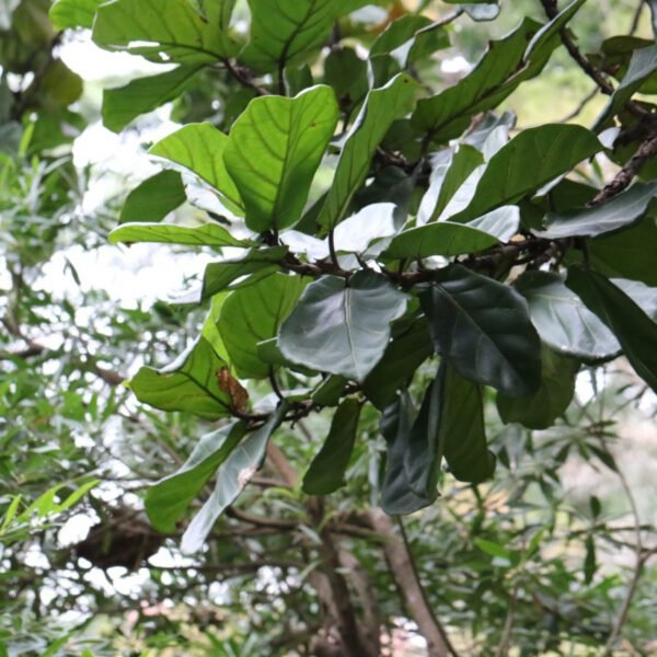 Fiddle Leaf Fig