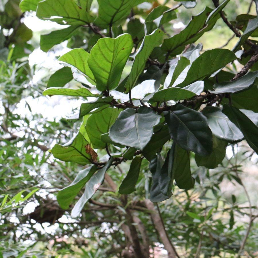 Fiddle Leaf Fig