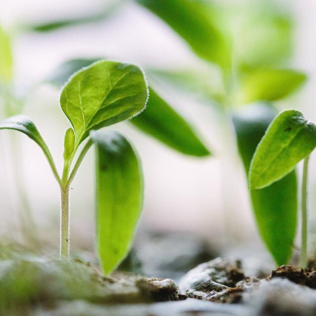 Gentle Liquid Plant Food