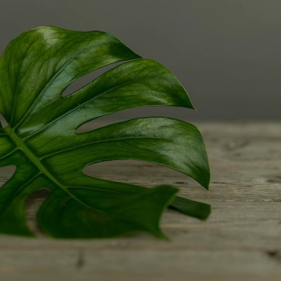 Monstera Deliciosa