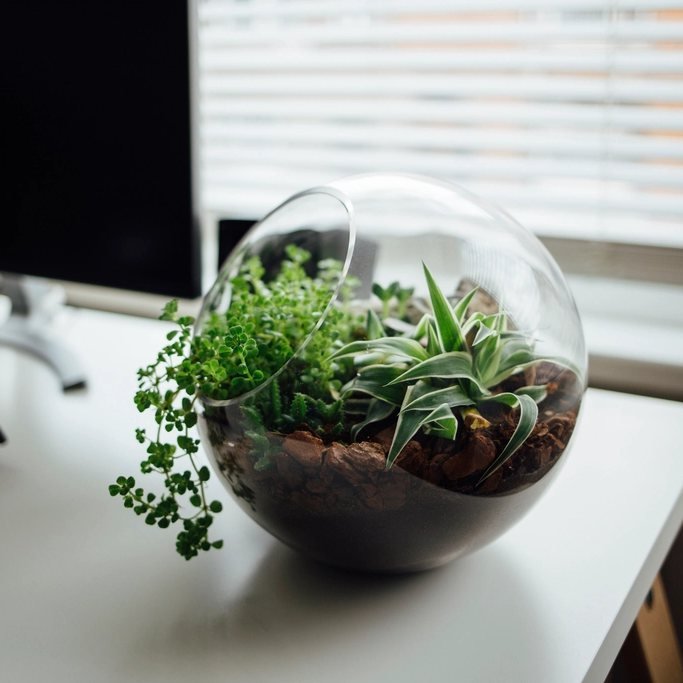 Moss Globe Terrarium