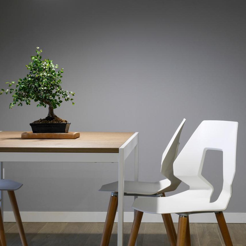 Indoor Olive Tree