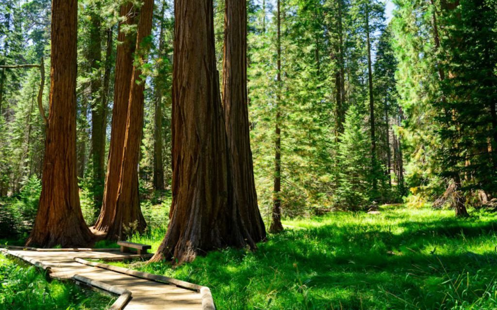 A gentle nature trail through tall trees