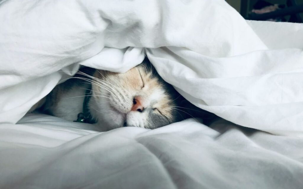 A cat sleeping curled up on a soft blanket