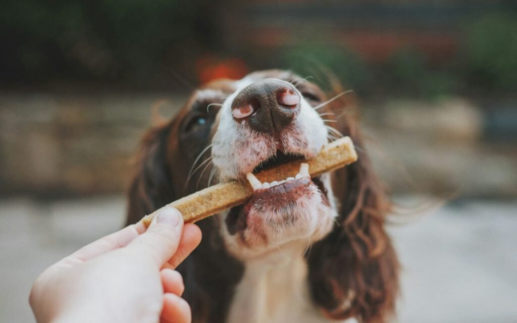 A dog receiving a treat as a reward