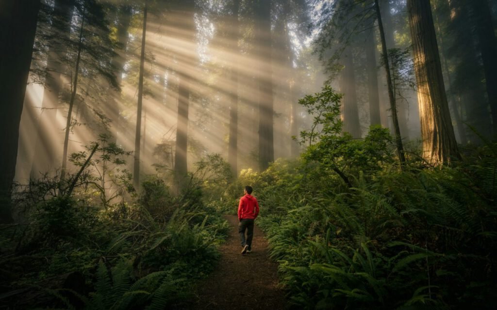 Mist drifting through a quiet forest of tall trees