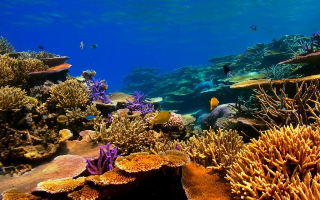 Colorful underwater reef with fish swimming