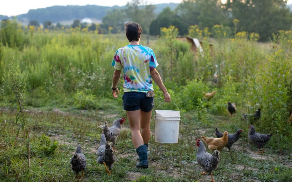Backyard Chickens: What Nobody Tells You