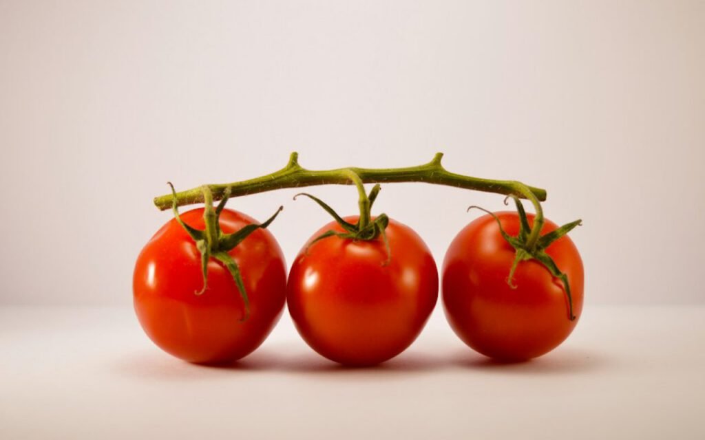 Ripening tomatoes hanging on a healthy vine