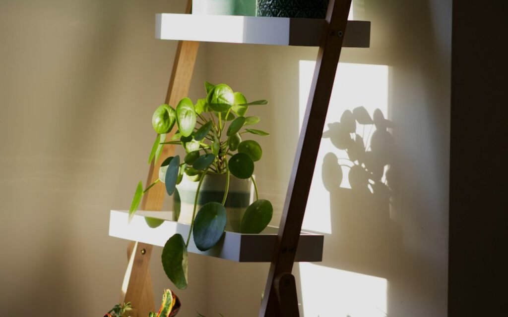 A shelf holding several easy-care houseplants in pots