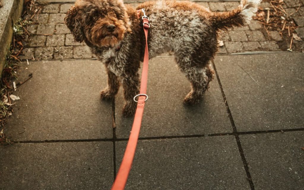 A person walking a dog on a leash along a quiet path
