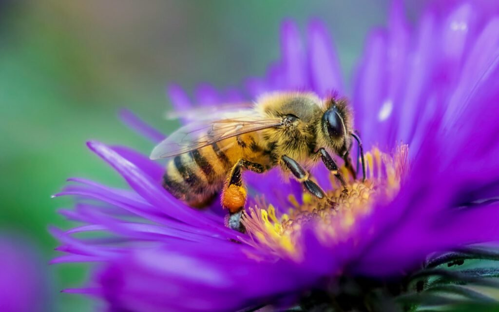 A bee gathering pollen from a flower