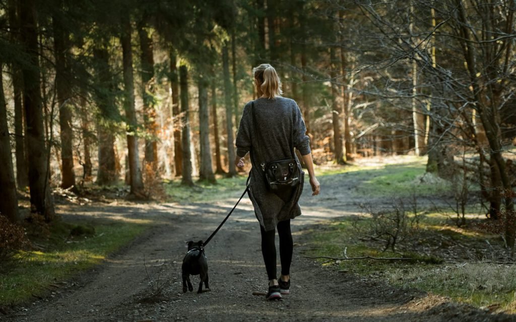 A dog exploring a forest trail