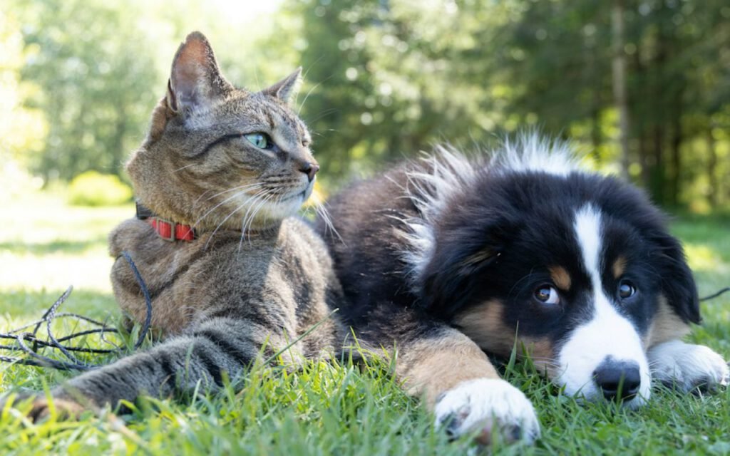 A cat and a dog resting together
