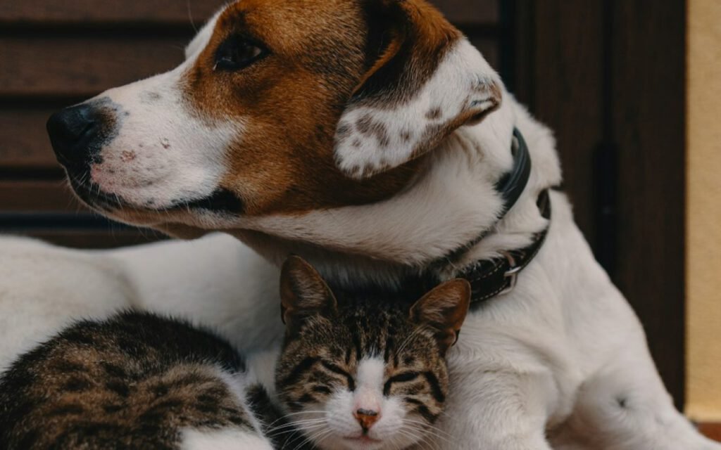 A cat and a dog resting calmly near each other