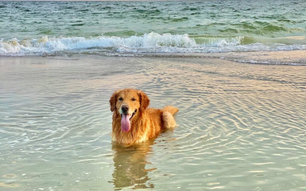 A dog playing on a sandy beach