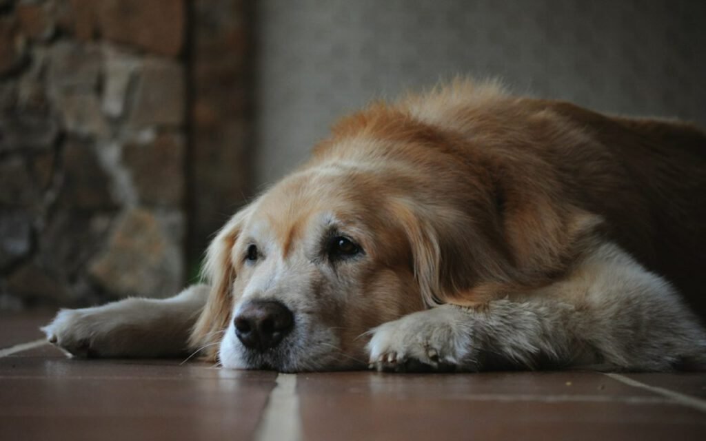 An older dog with a gray muzzle resting comfortably