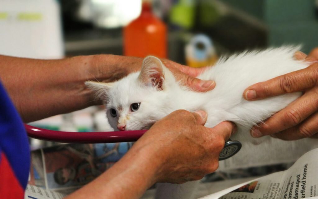 A kitten being examined by a veterinarian
