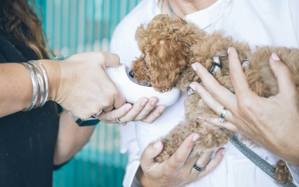 A young poodle puppy sitting and looking up