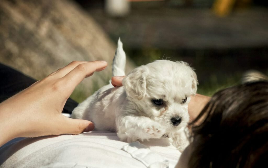 A small white puppy sitting calmly