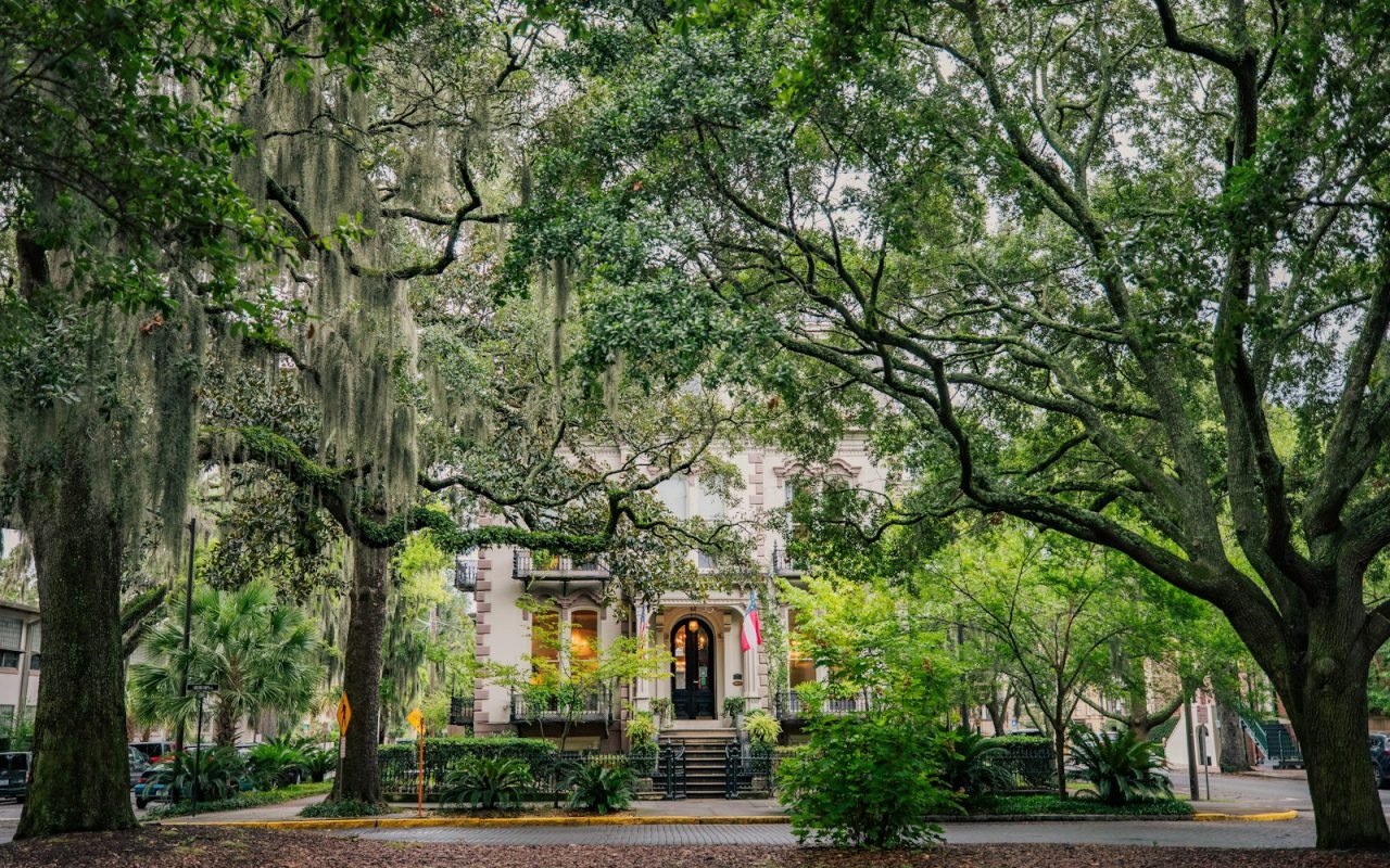 Spanish moss